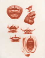 Anatomical Study, Features, Mouth